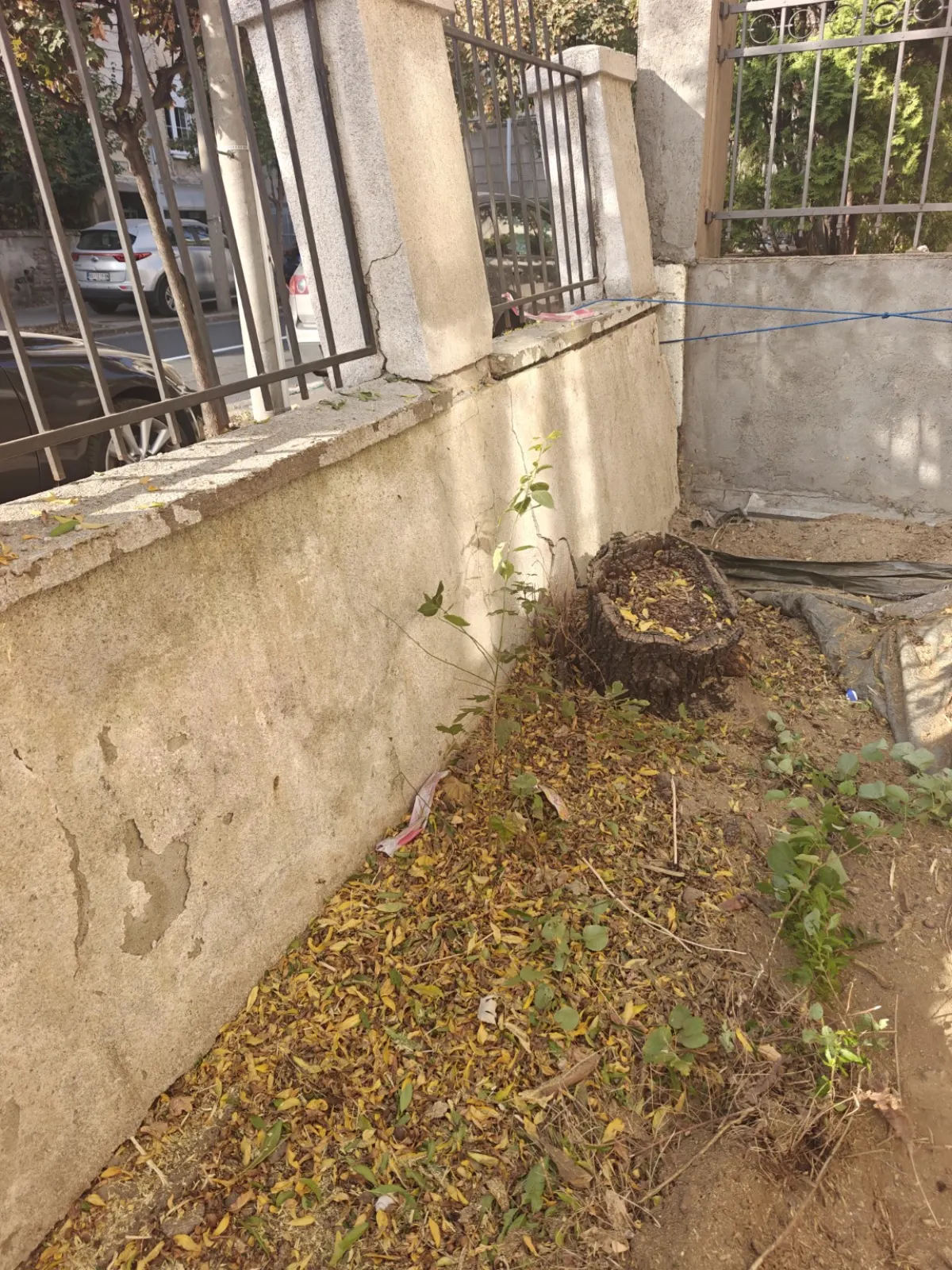 Panj i korenje uz zid sa postojećim pukotinama