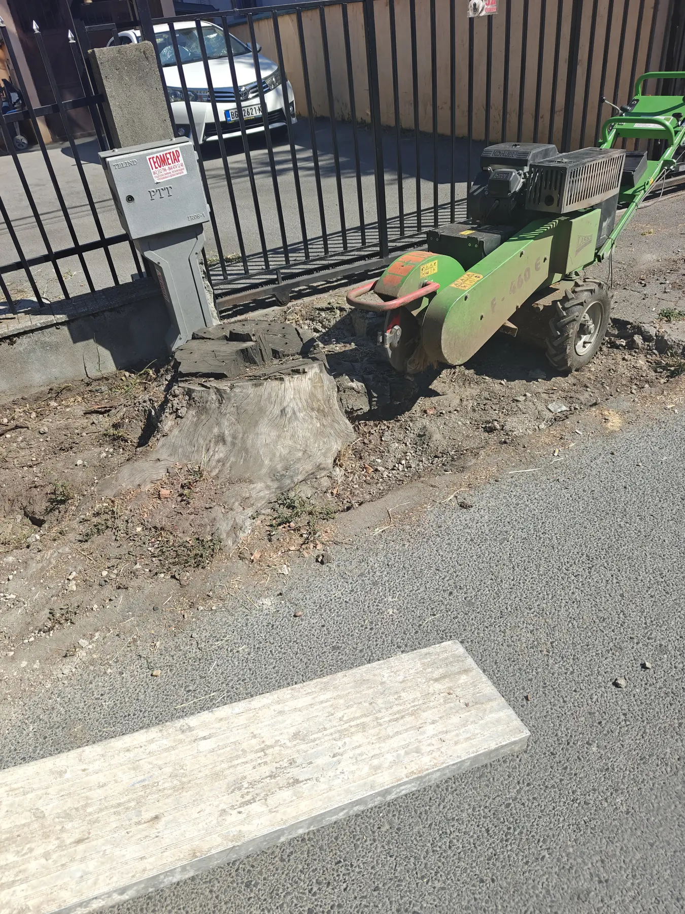 Veliki panj uz asfalt i beton na trotoaru pre freziranja