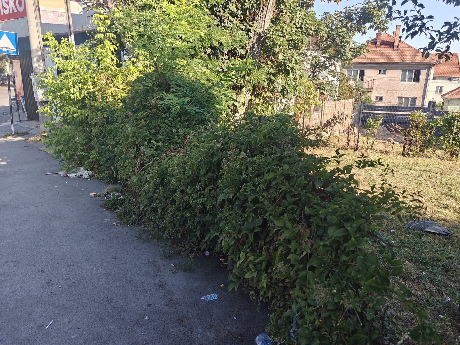 Zarastao plac pre krčenja i čišćenja